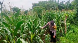 Sambangi Lahan Jagung Warga, Bhabinkamtibmas Desa Kembangbilo Dukung Program Ketahanan Pangan