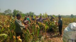 Polsek Senori Polres Tuban Polda Jatim Panen Jagung Bersama Petani Binaan di Desa Medalem