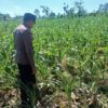 Polsek Tambakboyo Polres Tuban Turun Cek Tanaman jagung Warga di Desa Belikanget