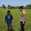 Polri Dukung Astacita, Polsek Parengan Polres Tuban Cek Lokasi Tanaman Padi milik warga di Desa Pacing Kec. Parengan Kab. Tuban.