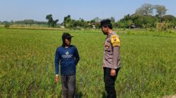 Polri Dukung Astacita, Polsek Parengan Polres Tuban Cek Lokasi Tanaman Padi milik warga di Desa Pacing Kec. Parengan Kab. Tuban.