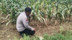 Polsek Jenu Polres Tuban Turun Cek Tanaman jagung Warga di Desa Rawasan