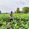 Polsek Plumpang Polres Tuban Turun Cek Tanaman jagung Warga di Desa Plandirejo
