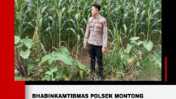 Polsek Montong Polres Tuban Turun Cek Tanaman jagung Warga di Desa Pakel