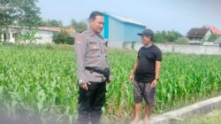 Polri Dukung Astacita, Polsek Palang Polres Tuban Turun Cek Tanaman jagung milik Warga di Desa Cepokorejo