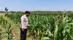 Perkuat Ketahanan Pangan, Personel Polsek Bangilan Monitoring Lahan Jagung di Wilayah Binaan