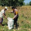 Anggota Bhabinkamtibmas Polsek Senori Polres Tuban Turun ke Ladang, Bantu Warga Desa Sidoharjo Panen Jagung