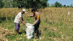 Anggota Bhabinkamtibmas Polsek Senori Polres Tuban Turun ke Ladang, Bantu Warga Desa Sidoharjo Panen Jagung