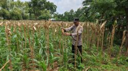Bhabinkamtibmas Polsek Tuban Monitoring Lahan Jagung Warga di Kelurahan Mondokan Dukung Ketahanan Pangan