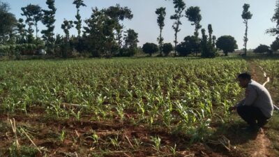 Anggota Bhabinkamtibmas Polsek Jenu Polres Tuban Turun ke Ladang, sambang lahan pertanian.