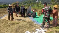 TNI Hadir di Sawah, Dukung Petani Wujudkan Swasembada Pangan