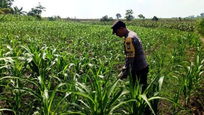 Dukung Program Astacita Presiden RI, Bhabinkamtibmas Polsek Grabagan Polres Tuban Terjun Langsung Cek Ketahanan Pangan Di Desa Grabagan