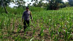 Polsek Grabagan polres Tuban Polda Jawa Timur Dukung Penuh Swasembada Pangan Presiden Prabowo Melalui Pendampingan Petani