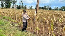 Polri Dukung Astacita, Polsek Merakurak Polres Tuban Turun Cek Tanaman Jagung Warga di Desa Pongpongan