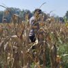 Bhabinkamtibmas Polsek Widang Monitoring Pertumbuhan Tanaman Jagung