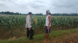 Polsek Plumpang Polres Tuban Turun Langsung Cek Tanaman Jagung Warga