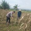 Bhabinkamtibmas Desa Margorejo Monitoring Warga Panen Jagung