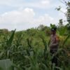 Bhabinkamtibmas Polsek Kenduruan Polres Tuban Cek Lahan Jagung Warga, Dukung Ketahanan Pangan Astacita Presiden