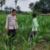 Polsek Plumpang Polres Tuban Turun Langsung Cek Tanaman Jagung Warga