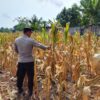 Polri Dukung Astacita, Polsek Semanding Polres Tuban Turun Cek Tanaman jagung milik Warga di Desa Ngino