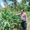 Polri Dukung Astacita, Polsek Palang Polres Tuban Turun Cek Tanaman jagung milik Warga di Desa Dawung