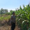 Dukung Astacita, Polsek Jatirogo Polres Tuban Pantau Langsung Lahan Jagung Warga Desa Jatiklabang