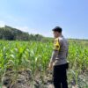 Dalam rangka Dukung Program Astacita, Bhabinkamtibmas Desa Cengkong Polsek Parengan Polres Tuban cek lokasi Tanaman Jagung milik petani di Desa Cengkong Kec. Parengan Kab. Tuban