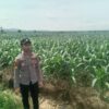 Polsek Singgahan Polres Tuban Turun Cek Tanaman jagung Warga di Desa Lajo Lor