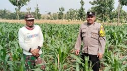 Polri Dukung Astacita, Polsek Rengel Polres Tuban Turun Cek Tanaman Jagung Warga di Desa Maibit