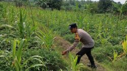 Polisi Polres Tuban Dukung Astacita Presiden, Bhabinkamtibmas Polsek Kenduruan Cek Langsung Tanaman Jagung Warga