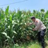 Bhabinkamtibmas Desa Sumurgung Monitoring Lahan Jagung Warga Dukung Ketahanan Pangan