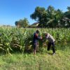 Polri Dukung Astacita, Polsek Jenu Polres Tuban jagung milik Warga di Desa Kaliuntu