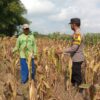 Monitoring Tanaman Jagung Warga di Desa Binaan, Bhabinkamtibmas Desa Wanglukulon Polsek Senori Polres Tuban Dukung Ketahanan Pangan