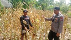 Polri Dukung Astacita, Polsek Rengel Polres Tuban Turun Cek Tanaman Jagung Warga di Desa Rengel