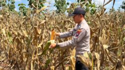 Polsek Montong Polres Tuban Turun Cek Tanaman jagung Warga di Desa Talangkembar