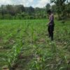 POLSEK BANGILAN AKTIF MONITORING KETAHANAN PANGAN TANAMAN JAGUNG