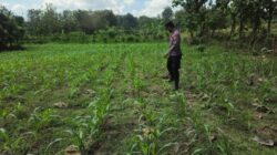 POLSEK BANGILAN AKTIF MONITORING KETAHANAN PANGAN TANAMAN JAGUNG