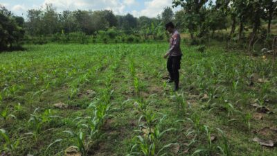 POLSEK BANGILAN AKTIF MONITORING KETAHANAN PANGAN TANAMAN JAGUNG