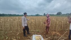 Polsek Plumpang Polres Tuban Turun Langsung Cek Tanaman Jagung Warga