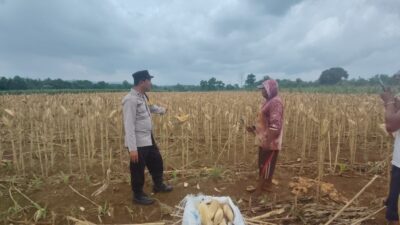 Polsek Plumpang Polres Tuban Turun Langsung Cek Tanaman Jagung Warga
