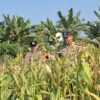 Dukung dan Sukseskan Astacita, Polsek Widang Patroli Kawasan Lahan Pertanian Jagung