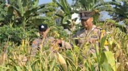 Dukung dan Sukseskan Astacita, Polsek Widang Patroli Kawasan Lahan Pertanian Jagung
