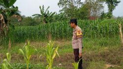 Polri Komitmen Dukung Ketahanan Pangan: Bhabinkamtibmas Polsek Kenduruan Polres Tuban Cek Langsung Tanaman Jagung Warga