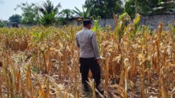 Polri Dukung Astacita, Polsek Semanding Polres Tuban Turun Cek Tanaman jagung milik Warga di Desa Ngino