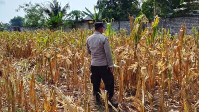 Polri Dukung Astacita, Polsek Semanding Polres Tuban Turun Cek Tanaman jagung milik Warga di Desa Ngino
