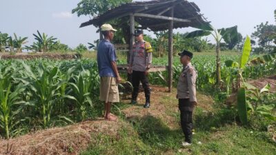 Kanit Binmas Bersama Bhabinkamtibmas Polsek Tuban Monitoring Lahan Jagung Warga Dukung Ketahanan Pangan