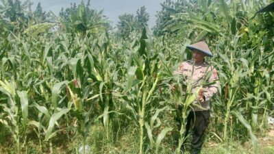 Polsek Soko polres Tuban Polda Jawa Timur Bergerak! Dukung Penuh Swasembada Pangan Presiden Prabowo Melalui Pendampingan Petani