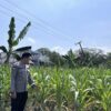 Dalam rangka Dukung Program Astacita, Bhabinkamtibmas Desa Sembung Polsek Parengan Polres Tuban sambang lokasi Tanaman Jagung di Desa Sembung Kec. Parengan Kab. Tuban