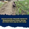 Polsek Jatirogo Pantau Ladang Jagung Warga Desa Bader , Wujud Nyata Dukung Astacita