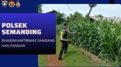 Polri Dukung Astacita, Polsek Semanding Polres Tuban Turun Cek Tanaman jagung milik Warga di Desa Kowang